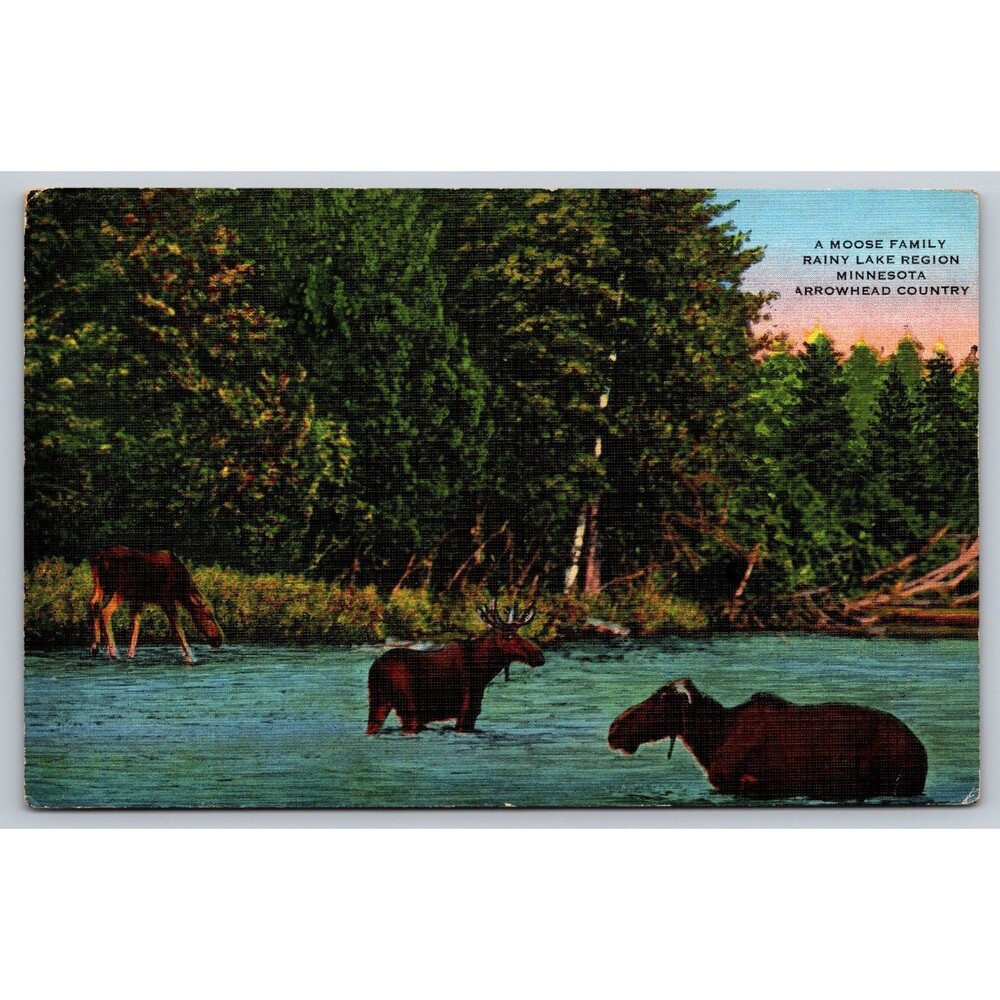Moose Family Rainy Lake Region Minnesota Arrowhead Country Vtg Linen Postcard
